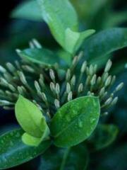 My Sweet Wife: The C