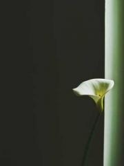 Rong Zhao, male, Nin