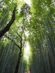 The Taoist nun was f